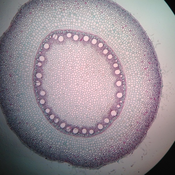 Meet your Posher, Veda - Picture 1 of 1